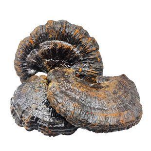 Трутовик лакированный (Рейши) (Ganoderma lucidum) 1кг. РШ-01С фото