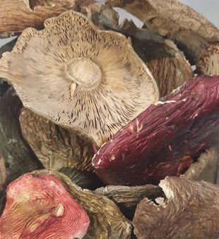 Сыроежка съедобная (Russula vesca) сушеная 1 кг. СС-01С фото