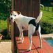 Трусы гигиенические для собак 53-59 cm Dog Pads CULOTTE Large 85373017 фото 2